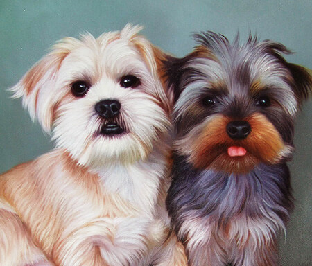 pets